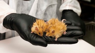 The mouse has a shaggy coat and an altered fat metabolism to make it able to cope with cold temperatures. Photo: Colossal Biosciences