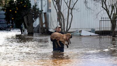 Fidel Osorio rescues a dog from a flooded home in Merced. AFP