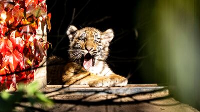 A tiger cub at Copenhagen Zoo, in Denmark's capital city. The mother gave birth to four cubs in June but only two survived. EPA