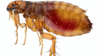 The bubonic plague, also known Plague bacillus or Yersinia pestis, is usually spread by fleas like this cat flea (Ctenocephalides felis), which live on rodents, though the majority of human infections in the US came from marmots and prairie dogs.