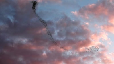 This picture taken on February 1 shows starlings performing their traditional dance before landing to sleep near the southern Israeli city of Beersheva. AFP