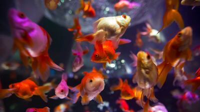 The popular pets have a hearty appetite and can thrive in various conditions. Getty