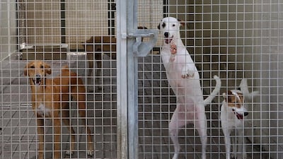 Abandoned dogs at K9 Friends in Dubai. Pawan Singh / The National