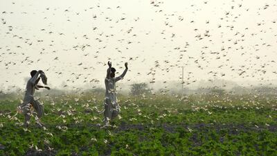 Farmers try to scare away a swarm of locusts from a field on the outskirts of Sukkur in southern Sindh province. Farmers are struggling as the worst locust plague in 25 years wipes out entire harvests in Pakistan's agricultural heartlands, leaving people scrambling for income. AFP