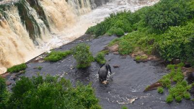 Ivindo National Park in Gabon is home to diverse aquatic and plant life.