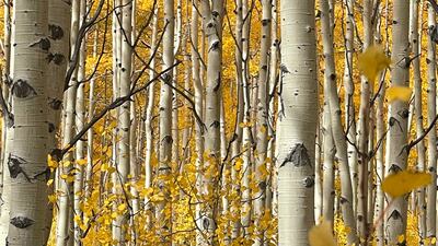 Nature, First Place, 'Moose in Aspen', shot by Andrea Buchanan in Utah, US, on iPhone 12 Pro Max. Photo: Andrea Buchanan / IPPAWARDS