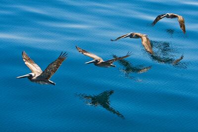 Brown pelicans in the Sea of Cortez. Lex Photo Library
