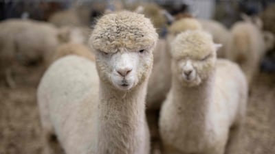Huacaya alpacas wait in their pen before being judged at the three-day British Alpaca Society National Show held at the Staffordshire County Showground, in Stafford, central England. AFP