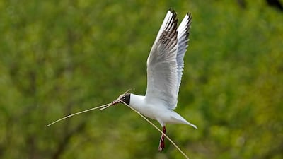 A black-headed gull flies with nesting material at the nature reserve of Wagbachniederung in Waghaeusel, Germany. EPA