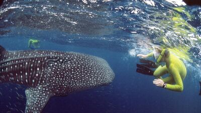 Snorkelling with whale sharks, Australia - The Ningaloo Reef is just as glorious as the far busier Great Barrier Reef on the east coast and comes with the added bonus of the biggest fish on earth - whale sharks. Corbis