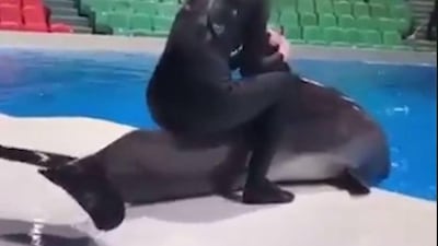 A woman in a wet suit rides a dolphin into the water at Dubai Dolphinarium