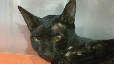 This injured cat was found by one of our readers, Alison, near a rubbish bin in Dubai. Photo by Alison for The National