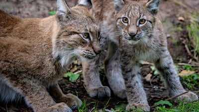 Lynx kittens explore their home in the Bear Wood exhibit at the Wild Place Project. PA