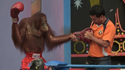 A Thai zoo worker interacting with an orangutan during a Muay Thai kickboxing bout at Safari World, a large zoo on the outskirts of Bangkok.