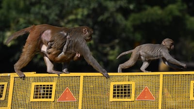 Monkeys crossing police barricades in New Delhi, India. All photos: AFP