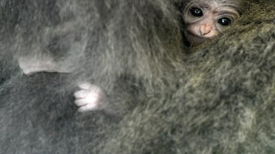 Silvery gibbon Alangalang holds her one week old baby in their enclosure at the Prague Zoo. Michal Cizek / AFP