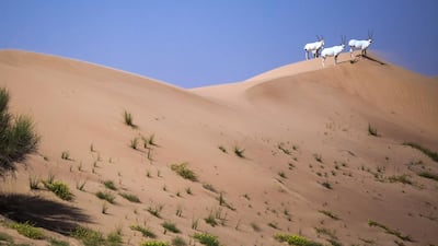 The reserve’s herd of wild oryx has increased from 70 in 1999.