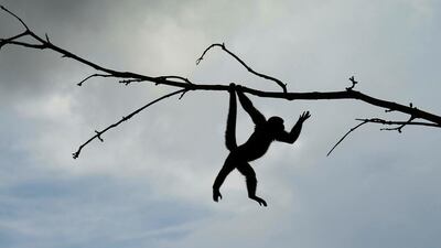 A squirrel monkey (Saimiri sciureus) at the Natural Park in Nueva Loja. Guillermo Granja / Reuters