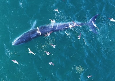 Bryde's whales are most likely to be spotted in the UAE during winter. Getty