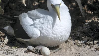 A masked booby and its chick. Iain McGregor/STUFF