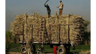 Farmers load sugar cane south of Cairo. Egypt's farmers depend heavily on government support.