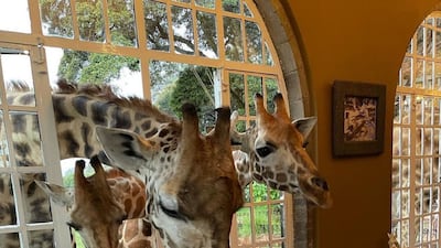 Giraffe Manor Hotel, Kenya. Courtesy Giraffe Manor Hotel