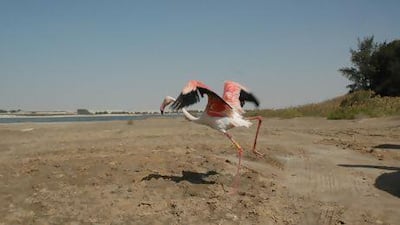 EAD started a programme in 2005 to track greater flamingos to understand movement and migration patterns of the species and establish the origin of the flamingos wintering in the UAE. Courtesy Emirates Natural History Group