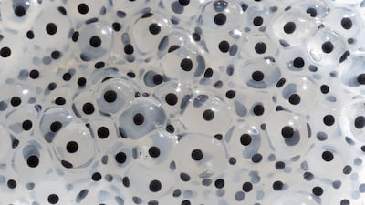 Observations reported by nature lovers, such as when frogs spawn each year, are helping scientists track the effects of climate change in Britain. Getty Images