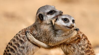 Two meerkat (Suricata suricatta) play in their enclosure at zoo in Frankfurt am Main, Germany. EPA