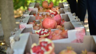 Pomegranates being harvested in Kurdistan. Photo: Kurdistan Regional Government