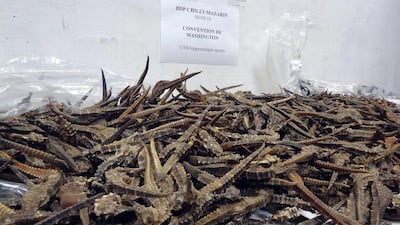 French customs police seized 2,000 dried seahorses smuggled into France in several postal packages en route from Guinea to Vietnam. Douanes Francaise via AP Photo