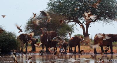 The filmmakers spent four years living around the elephants and other animals in Kenya. Courtesy Apple TV+