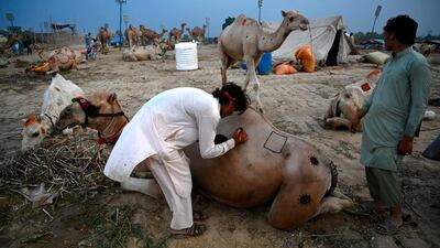A trader decorates a camel with henna at a cattle market set up for Eid Al Adha in Rawalpindi, Pakistan. AFP