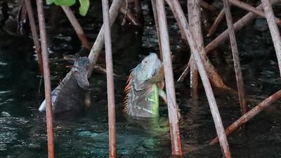 Two iguanas cling to the roots of a mangrove tree after falling in the water in Surfside, Florida, USA. AP Photo
