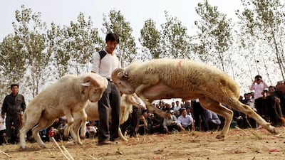 Locals watch rams fight during an event at Liaocheng, Shandong. Reuters