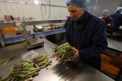 Eastern European workers pack asparagus at Cobrey Farm in Ross-on-Wye, Britain. Reuters