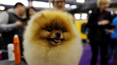 Henry, a Pomeranian, is groomed in the benching area on Day One of competition at the Westminster Kennel Club 142nd Annual Dog Show in New York City. Shannon Stapleton / Reuters