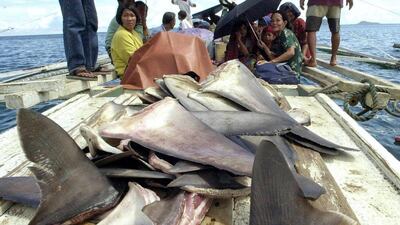 Fishermen transport harvested shark fins on a small outrigger from the port of Jolo town in the Philippine island of Sulu. Killing sharks for their fins is illegal, but the trade thrives because of strong demand from restaurants around Asia that use them to make shark fin soup. AFP