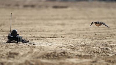 A falcon flies past a device measuring its speed during the Liwa Moreeb Dune Festival in the Liwa desert.