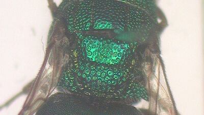 About 30 species of insects and spiders considered firsts for the UAE have also been observed by scientists. Courtesy Environment Agency – Abu Dhabi