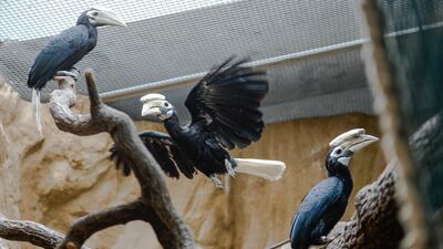 A 5-month-old Palawan Hornbill and his parents Avilon and Sofia stand on a tree branch next to his parents Avilon and Sofia in an indoor inclosure in Wroclaw Zoo, Poland. Getty Images