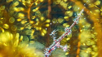 Bedazzled by Alexander Mustard, showing a ghost pipefish hiding among the arms of a feather star, won Wildlife Photographer of the Year: Natural Artistry Award. Alexander Mustard / Wildlife Photographer of the Year