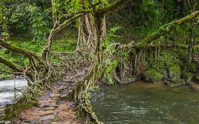 A living roots bridge in Shillong, Meghalaya, in the north-east region of India. Getty Images