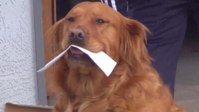 Sunny the golden retriever with his shopping list. KKTV / Screengrab