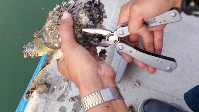 The crew of Jalboot Ferry recently rescued a rare hawksbill turtle in Abu Dhabi by removing its barnacles. Courtesy Jalboot