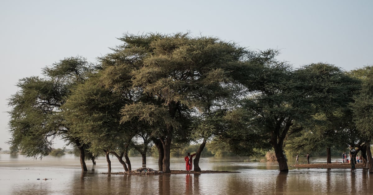 Conservation drive critical as world's trees face extinction, experts ...