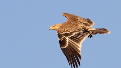 The Eastern Imperial Eagle is listed as vulnerable by the International Union for the Conservation of Nature. Courtesy Mike Barth