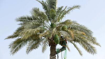 A date harvester scales a date palm, using a rope harness hitched around his waist, along the Corniche in Abu Dhabi. Khushnum Bhandari / The National