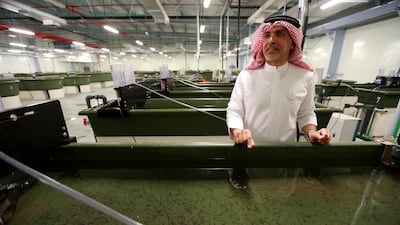 Ahmed Al Dhaheri, the co-founder and managing director at Emirates Aquatech, stands by a tank full of sturgeon hatchlings that were bred in the UAE. Photos Ravindranath K / The National