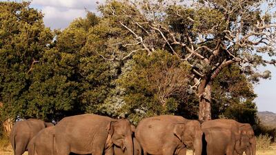 August 11, 2011: A herd of Asiatic wild elephants gather at a national park in Minneriya. Thousands of wildlife officials and volunteers have taken up positions on treetop huts near reservoirs and watering holes for Sri Lanka's first national count of its???
